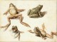 II Four Studies Of Frogs