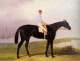 Ellinton A Dark Bay Racehorse With Tom Aldcroft Up