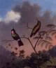 Brazilian Ruby Hummingbirds 1864 1865jpeg