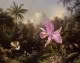 Orchid and Two Hummingburds 1872jpeg
