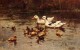 Ducks Having A Swim