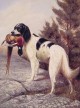 Hunting Dog With Pheasant