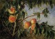 Peaches 1894