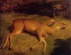 Dead Deer 1857