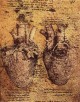 Drawing of the heart and its blood vessels EUR