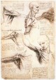 Leonardo da Vinci Anatomical studies of the shoulder