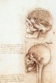 Leonardo da Vinci Studies of human skull