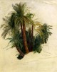 Study Of Palm Trees