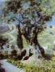 an olive tree in the garden of gethsemane 1882 XX moscow russia