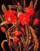 Cactus with Scarlet Blossoms
