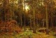 pine forest 1885 XX the russian museum st petersburg russia