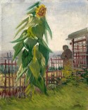 Állotment with Sunflower, 1887 Vincent van Gogh