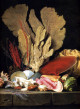  Still-Life with Tuft of Marine Plants, Shells and Corals