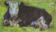 Lying cow 1883 xx private collection
